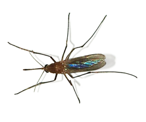 Culex, commonly known as the house mosquito, found prior to providing residential mosquito control in Milton.