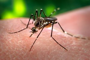 Mosquito found prior to providing Mosquito Treatment in Lancaster
