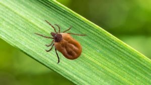 Tick found before Mosquito Hunters provided Tick Control Company in Iowa City