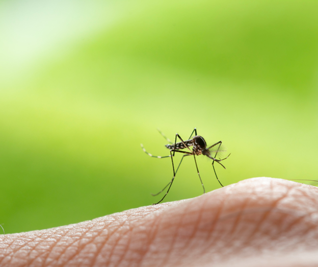 Mosquito Biting Human Skin