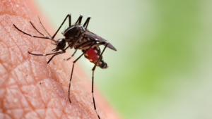 Mosquito Yard Treatment in Round Rock