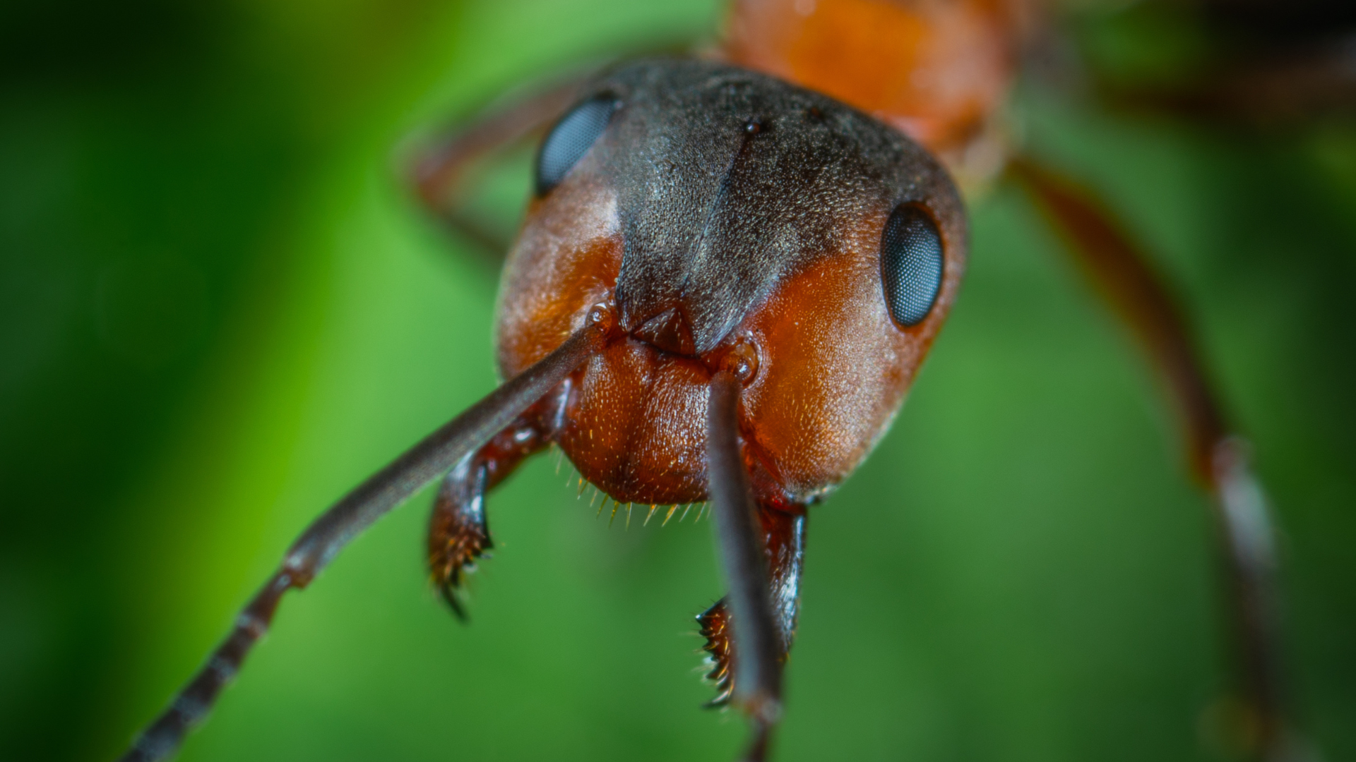 thumbnail of Commercial Pest Control