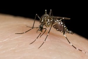 Mosquito found prior to providing Mosquito Control Service in Davidson