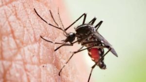 Mosquito biting on Skin, backyard mosquito control Mooresville