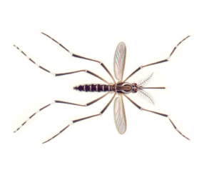 Aedes mosquito found prior to providing mosquito control in Burlington County.