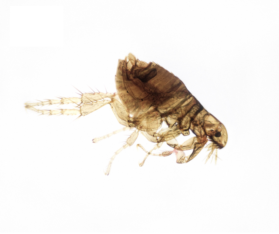 Banner Flea Control