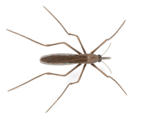 Anopheles mosquito found prior to providing Mosquito Treatment in Frederick.