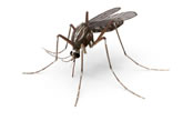 mosquito control in Crestwood MO
