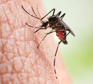 Mosquito found prior to providing Mosquito Control Service in Crestwood