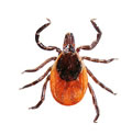 Tick control and prevention in Crestwood