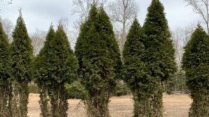 Flea Exterminator in Kirkwood 