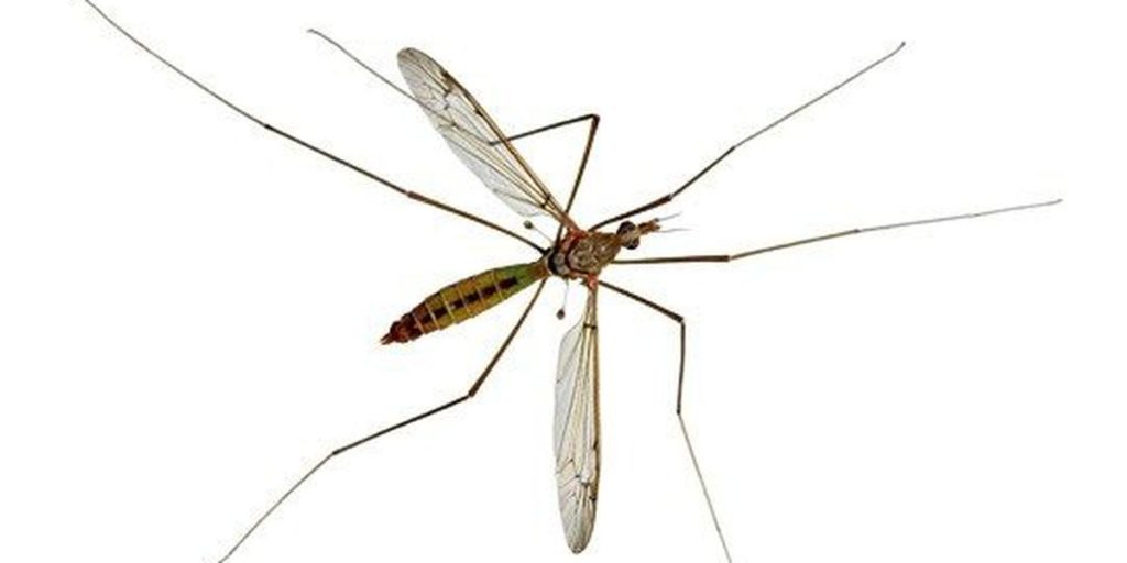 MOSQUITO IMPOSTERS Mosquito Hunters of Suburban Essex