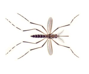 Aedes mosquito found prior to providing mosquito control in Marlboro.