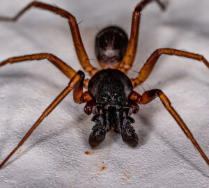 Ant Control Services in Conroe