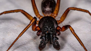 Spider Exterminator in Conroe