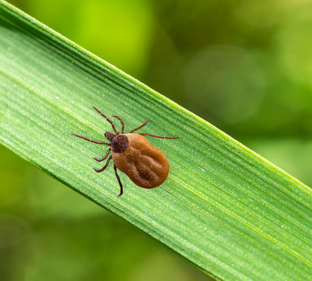 Image of tick prevention