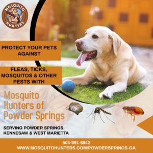 Flea and Tick Prevention in Powder Springs