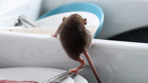 Backyard Mosquito Control in South Katy