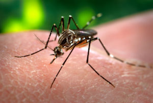 Mosquito found prior to providing Mosquito Control in Toms River