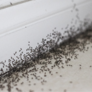 ants on your floor