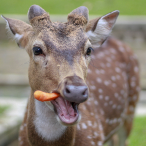 deer eating your garden