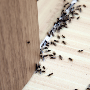 ant infestation inside your home