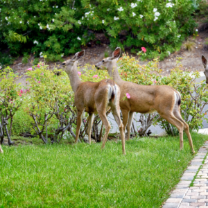 deer eating shrubs