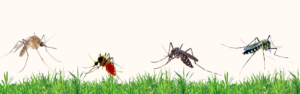 Get Rid of Stink Bugs in Manhasset