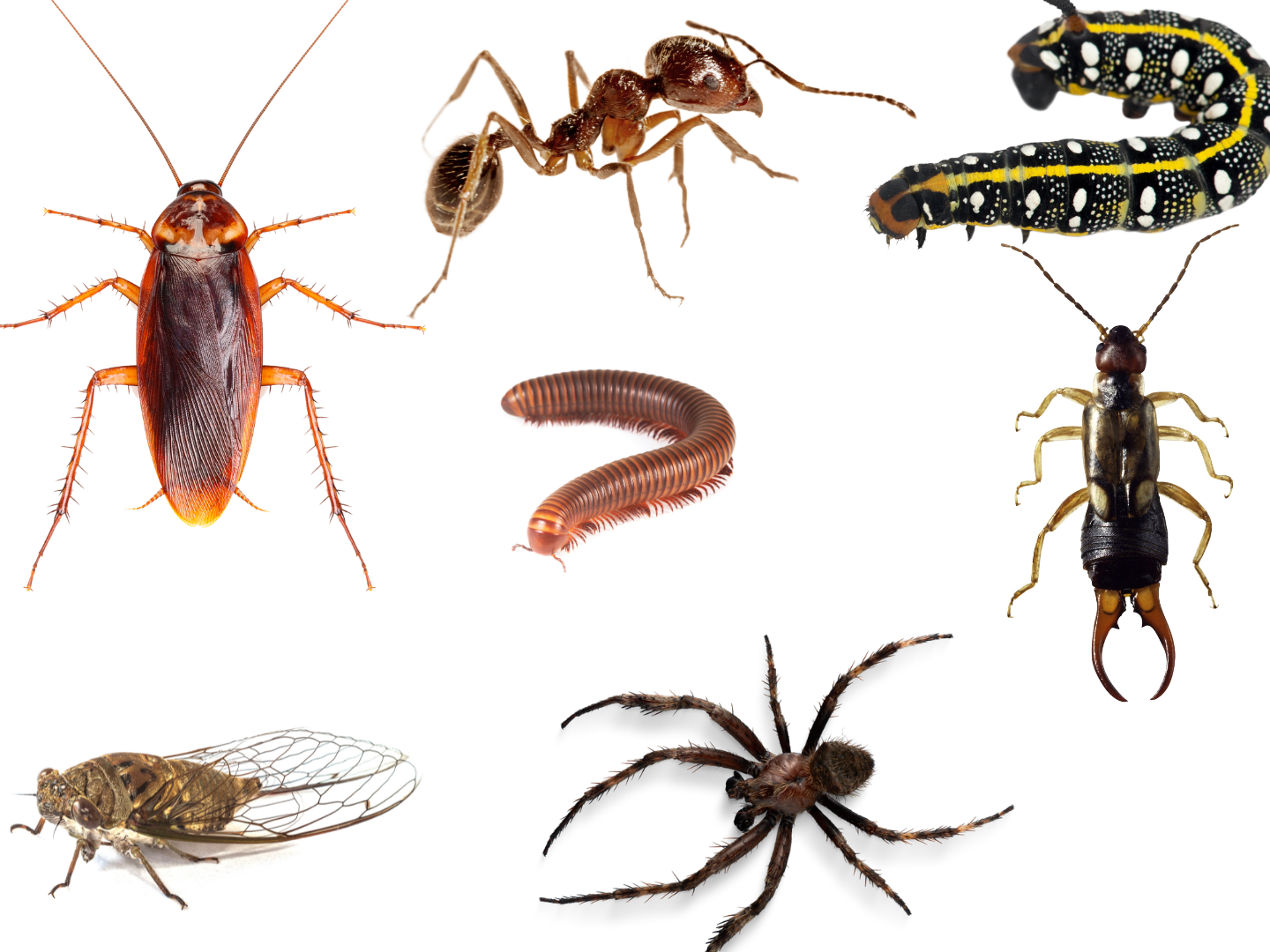 Banner Pest Library