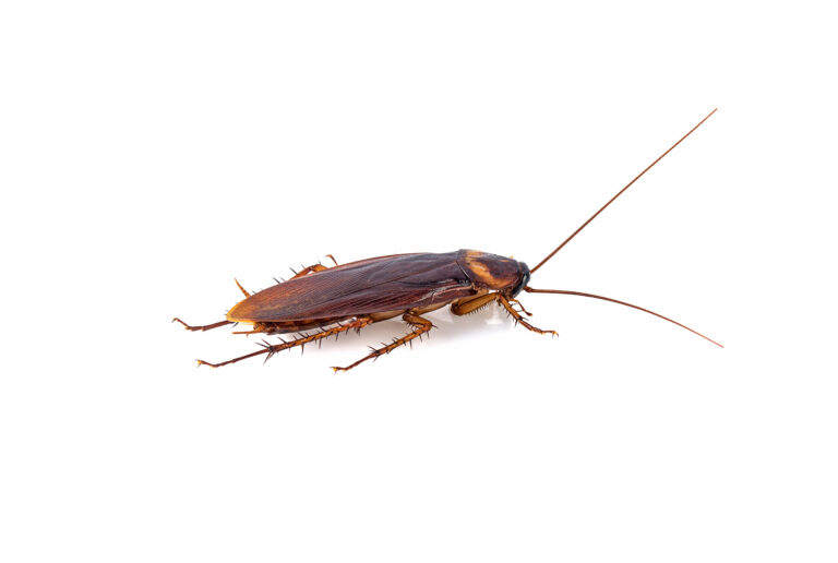 Cockroach Hunting Insect Cockroaches - Mosquito Hunters